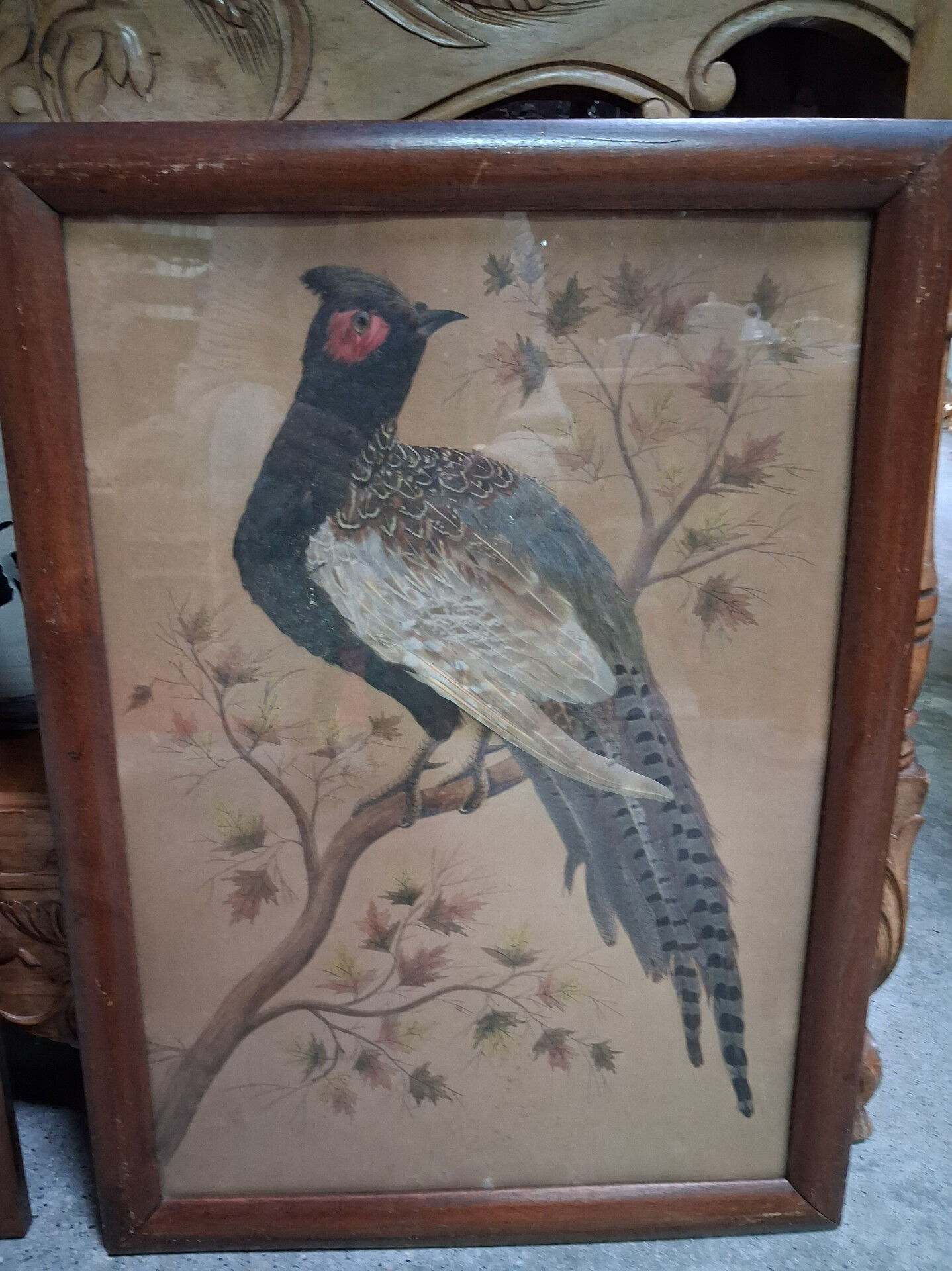 Paire de tableaux naturalistes en plumes véritables