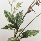 Old bird plate from the 1960s - Meadow Pipit - Zoological and ornithological illustration