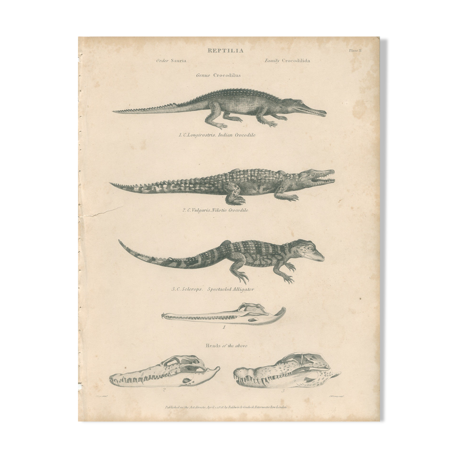 Antique engraving on reptiles: showing various crocodiles, Pl 2, 1828
