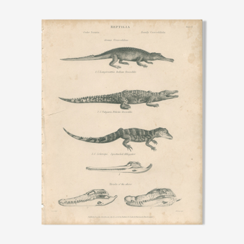 Gravure ancienne sur reptiles montrant divers crocodiles, Pl 2, 1828