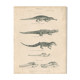 Antique engraving on reptiles: showing various crocodiles, Pl 2, 1828