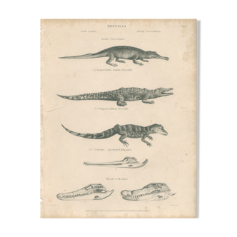 Gravure ancienne sur reptiles montrant divers crocodiles, Pl 2, 1828