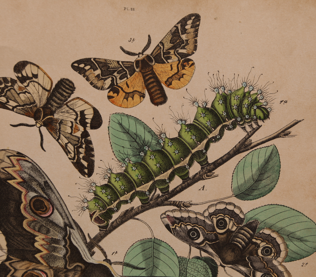 Lithography engraving vintage butterfly - Buffon 1850