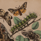 Lithography engraving vintage butterfly - Buffon 1850