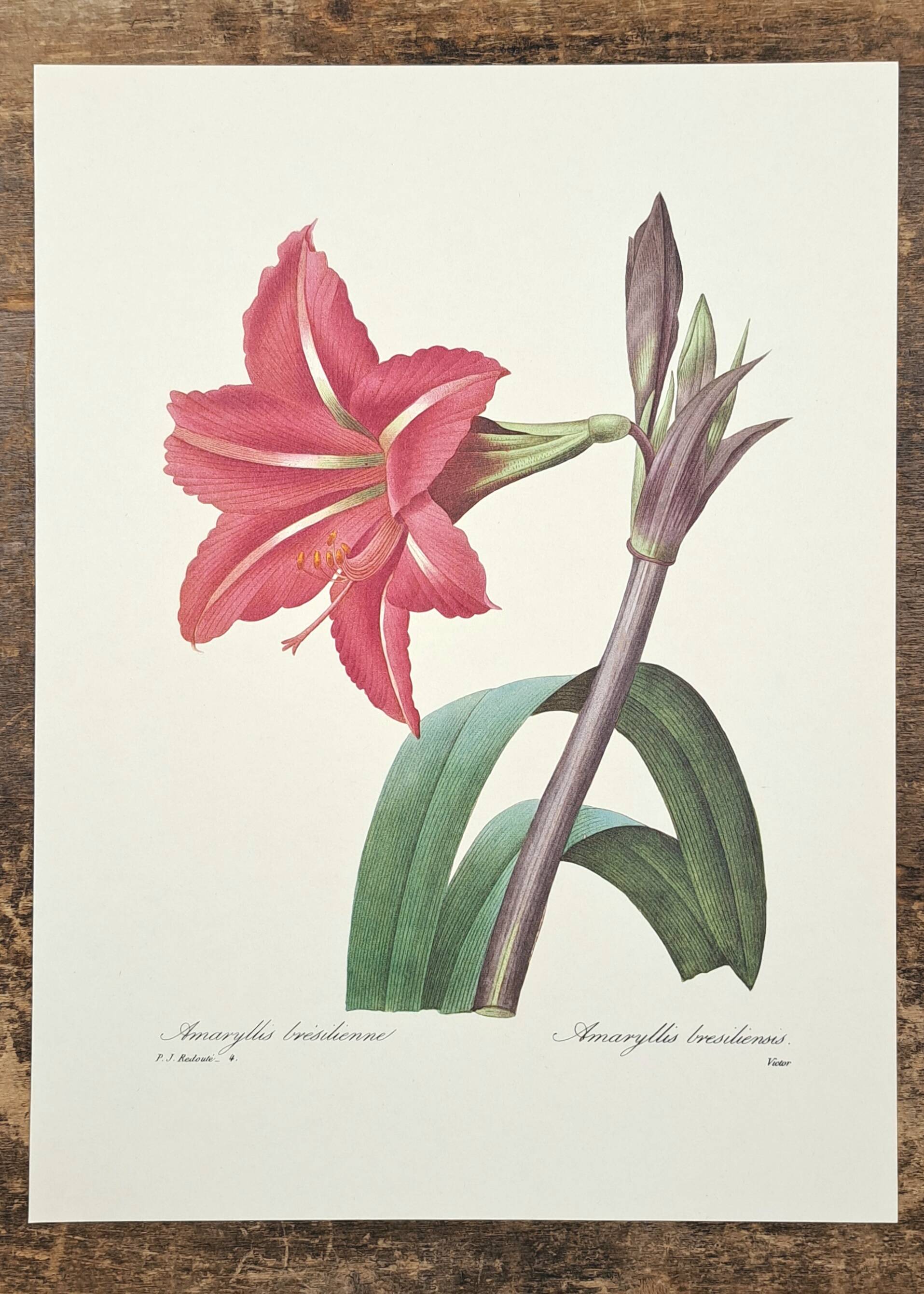 Amaryllis brésilienne