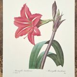 Amaryllis brésilienne