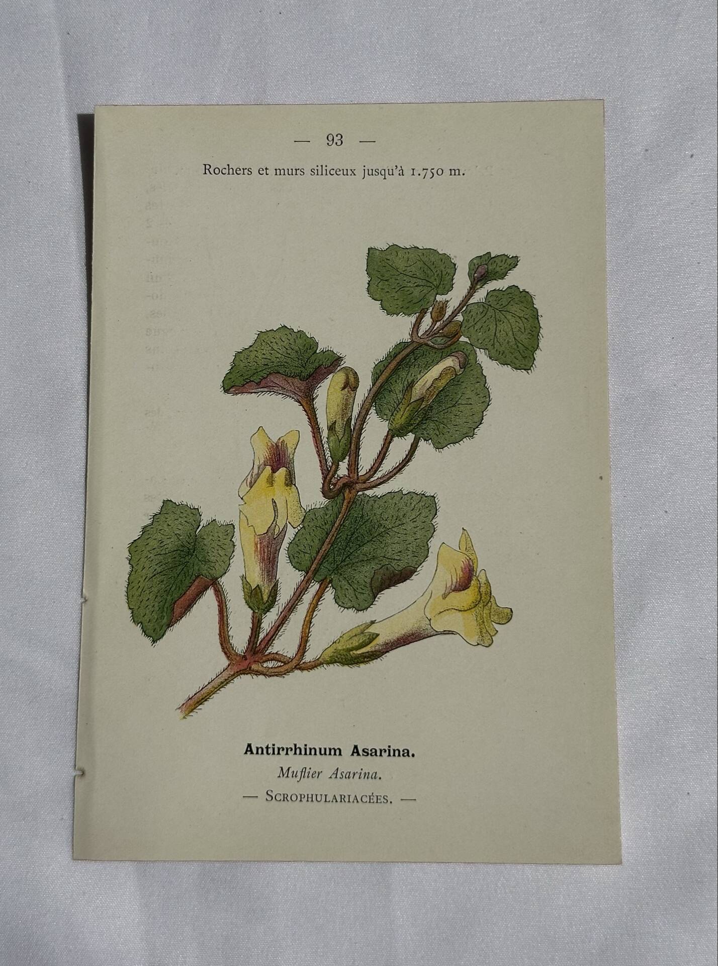 Gravure Botanique Ancienne XIXe – Lithographies Naturalistes  Fleurs &