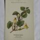 Gravure Botanique Ancienne XIXe – Lithographies Naturalistes  Fleurs &