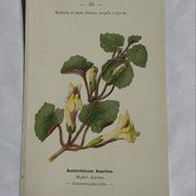 Gravure Botanique Ancienne XIXe – Lithographies Naturalistes  Fleurs &