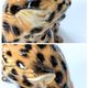 Porcelain Leopard Figurine | Ronzan Italy | 1960s