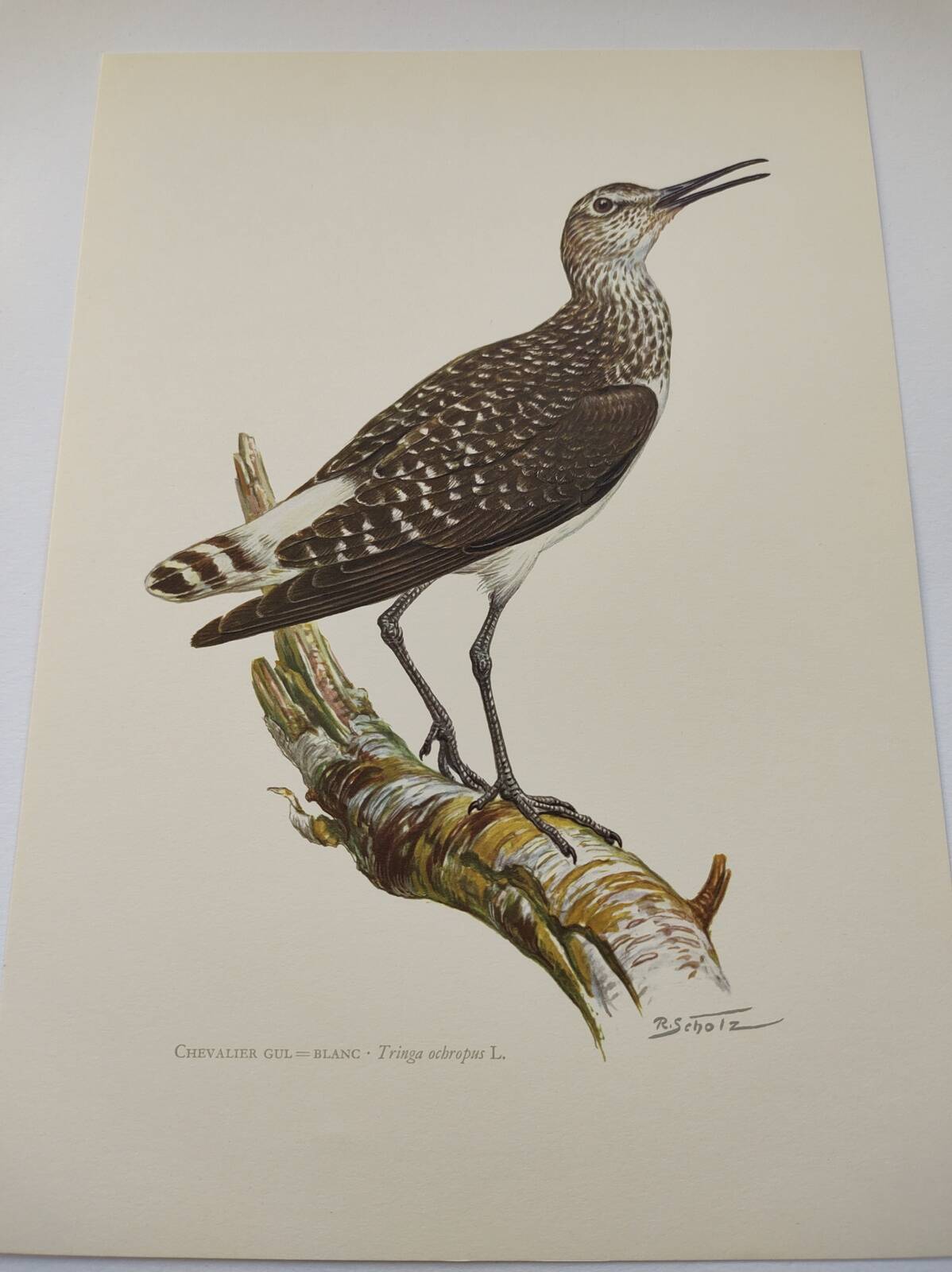 Antique bird illustration from 1960. White-throated Sandpiper. Zoological plate