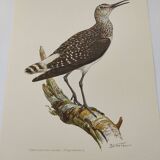 Antique bird illustration from 1960. White-throated Sandpiper. Zoological plate