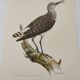 Antique bird illustration from 1960. White-throated Sandpiper. Zoological plate