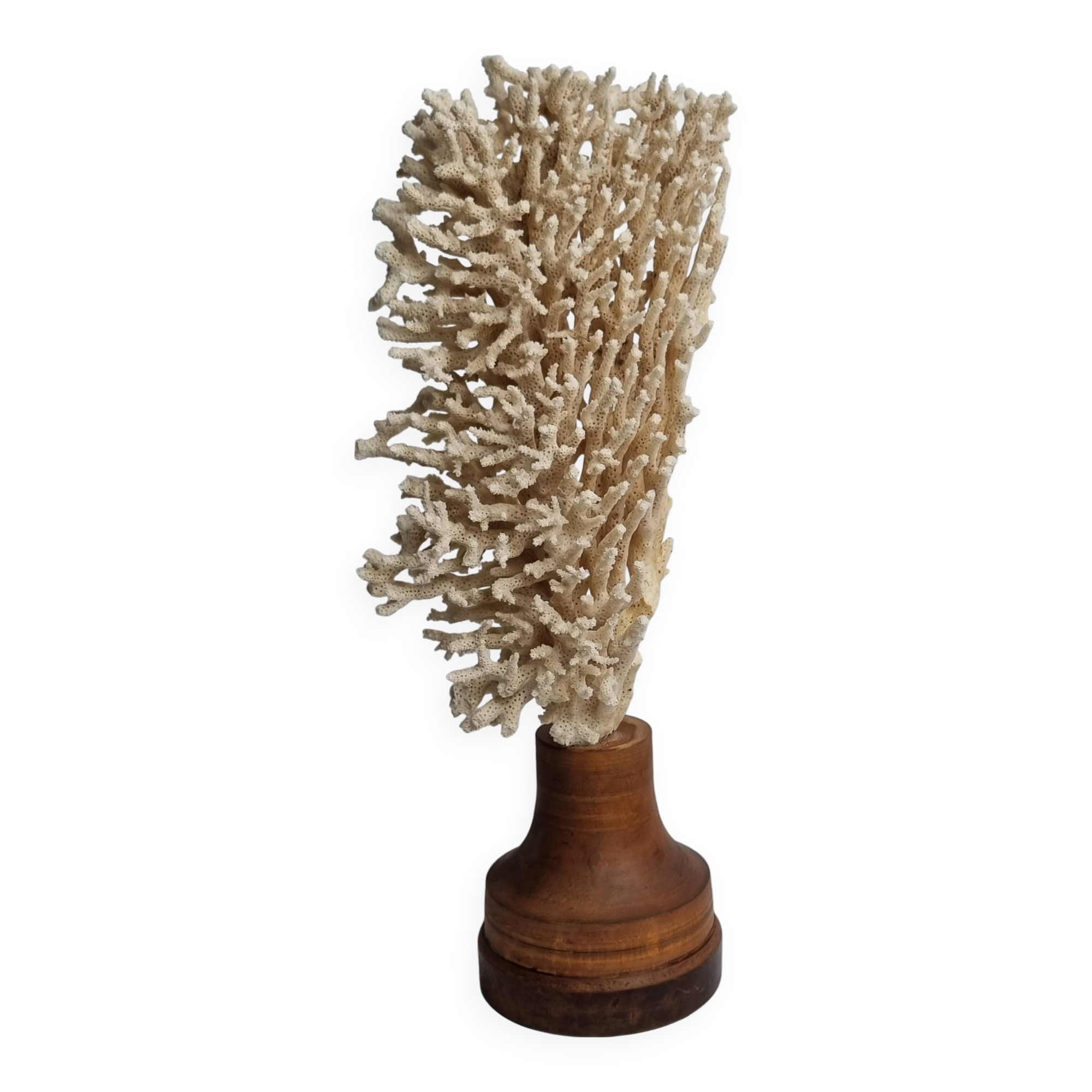 Antique natural coral on turned wooden base, 38 cm