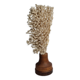 Antique natural coral on turned wooden base, 38 cm
