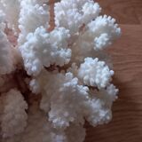 Coral shells