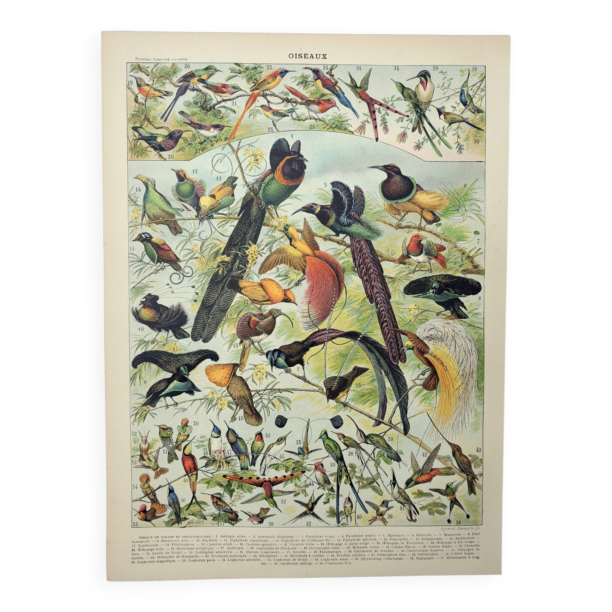 Gravure ancienne 1898, Oiseaux 2: espèces, paradisier • Lithographie, illustration originale