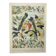 Gravure ancienne 1898, Oiseaux 2: espèces, paradisier • Lithographie, illustration originale
