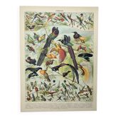 Gravure ancienne 1898, Oiseaux 2: espèces, paradisier • Lithographie, illustration originale