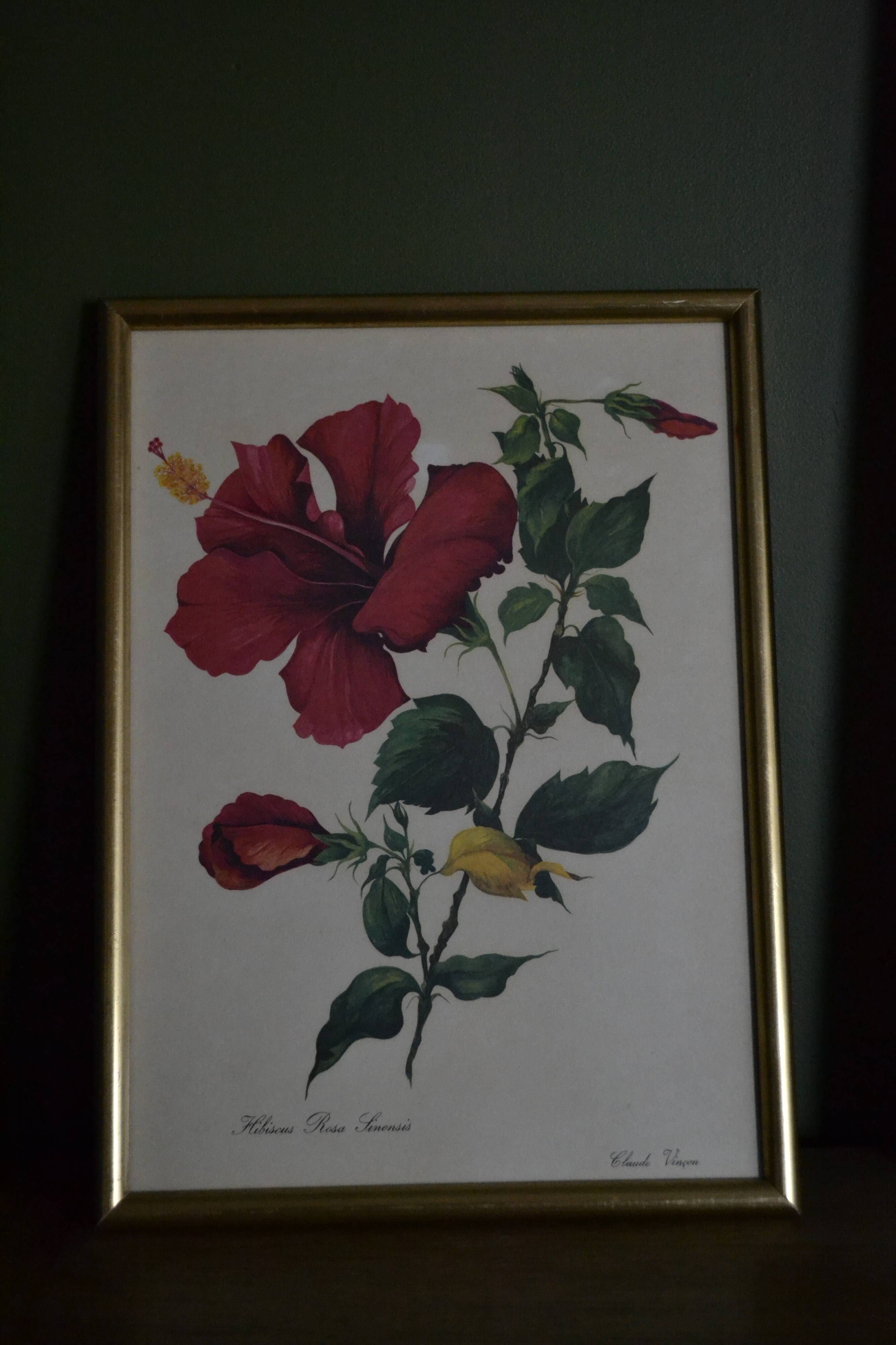 Planche botanique hibiscus encadrée