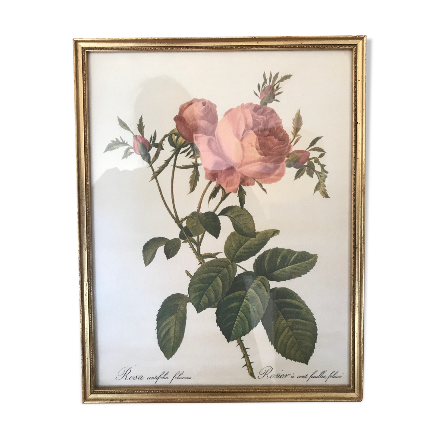 Framed botanical plank