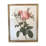 Framed botanical plank