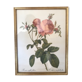 Framed botanical plank