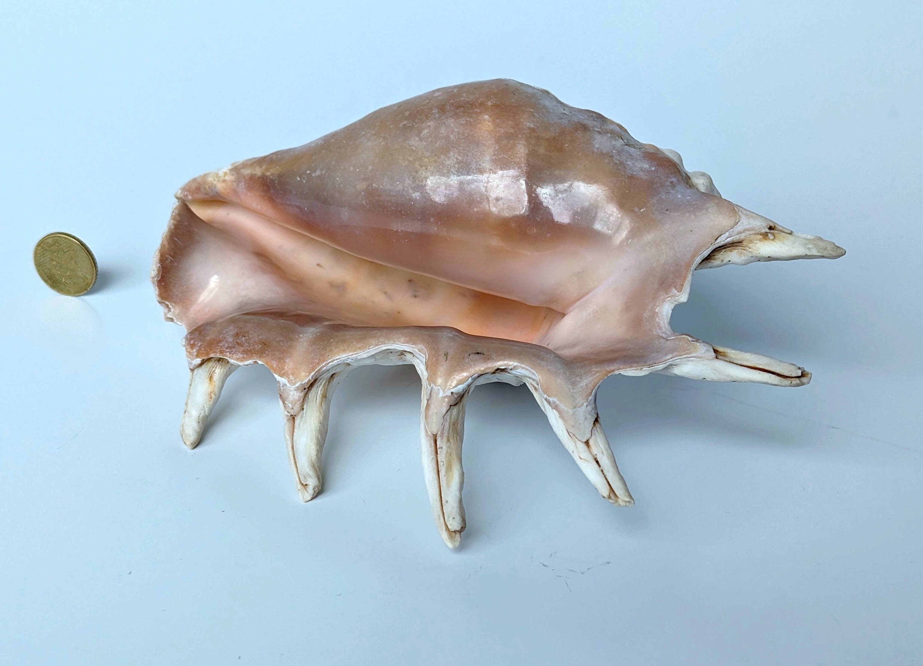 Large pink shell - Large Lambis - Strombidae - Lambis Truncata with 7 digitizations