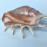Large pink shell - Large Lambis - Strombidae - Lambis Truncata with 7 digitizations