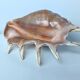 Large pink shell - Large Lambis - Strombidae - Lambis Truncata with 7 digitizations