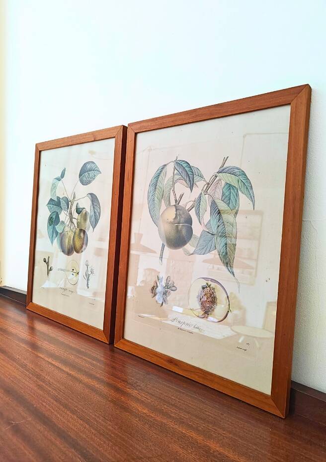 Pair of Botanical Plates 1905 – Peach & Pear – Poiteau