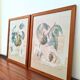 Pair of Botanical Plates 1905 – Peach & Pear – Poiteau