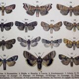 Antique Lithograph of Butterflies from 1887 - Pistacina - Vintage Engraving