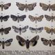 Lithographie ancienne de Papillons de 1887 - Pistacina - Gravure Vintage
