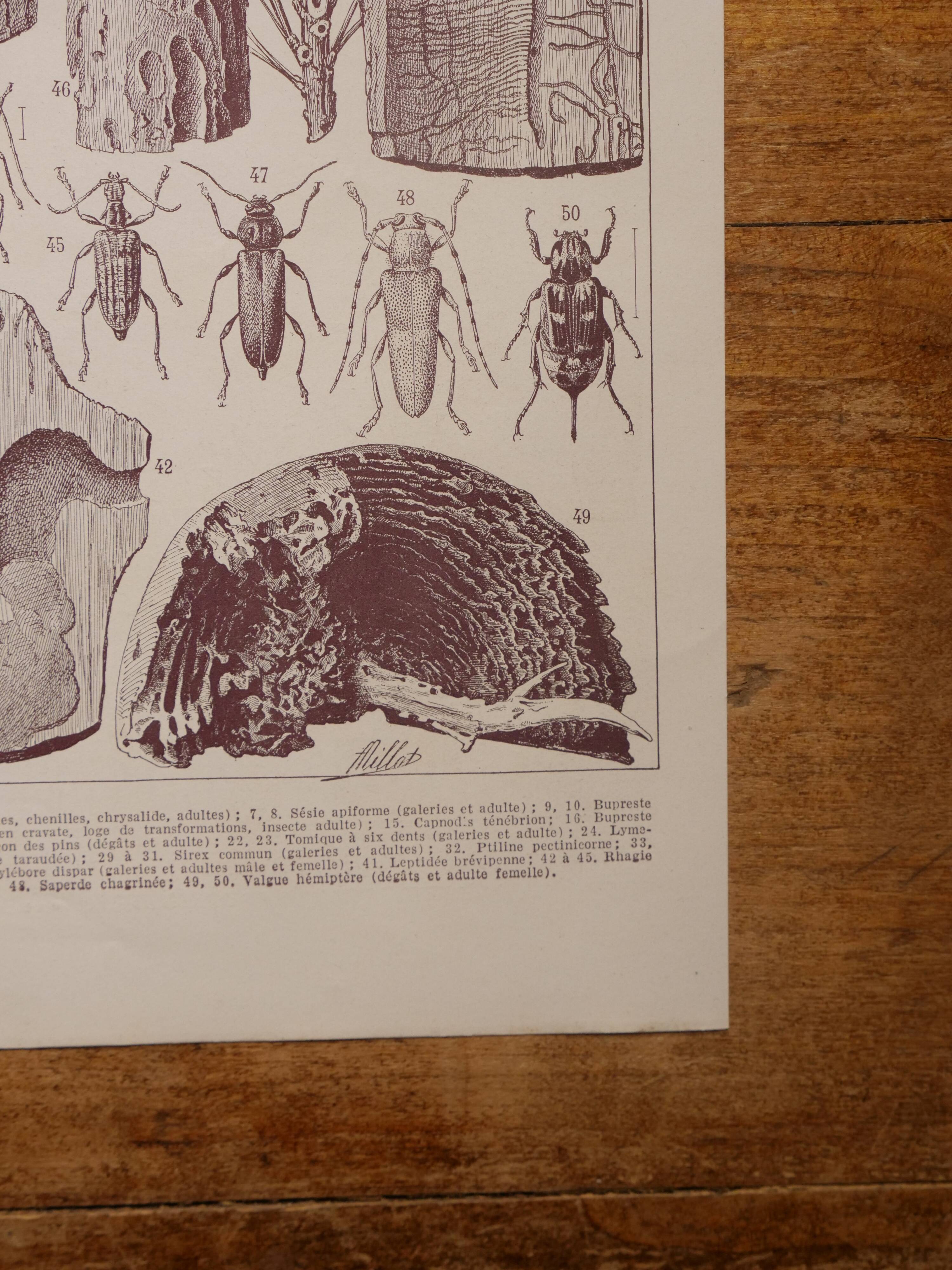 Original lithographs on trees