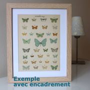 Old engraving of Butterflies - Lithograph from 1887 - Dumi - Original illustration of insects