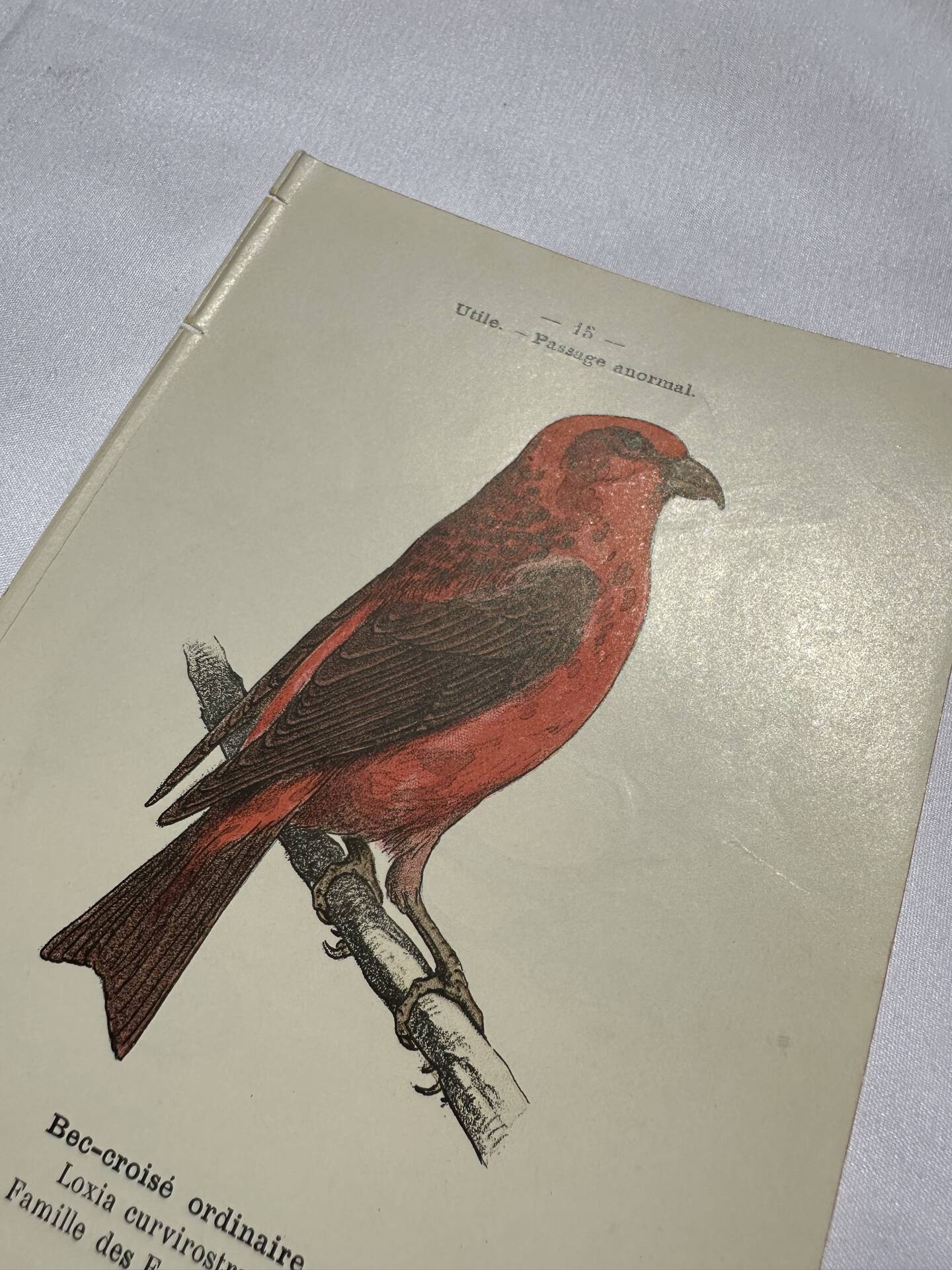 Botanical Plate Engraving of Birds, Naturalist, 19th Century, Double-sided A