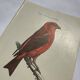 Botanical Plate Engraving of Birds, Naturalist, 19th Century, Double-sided A