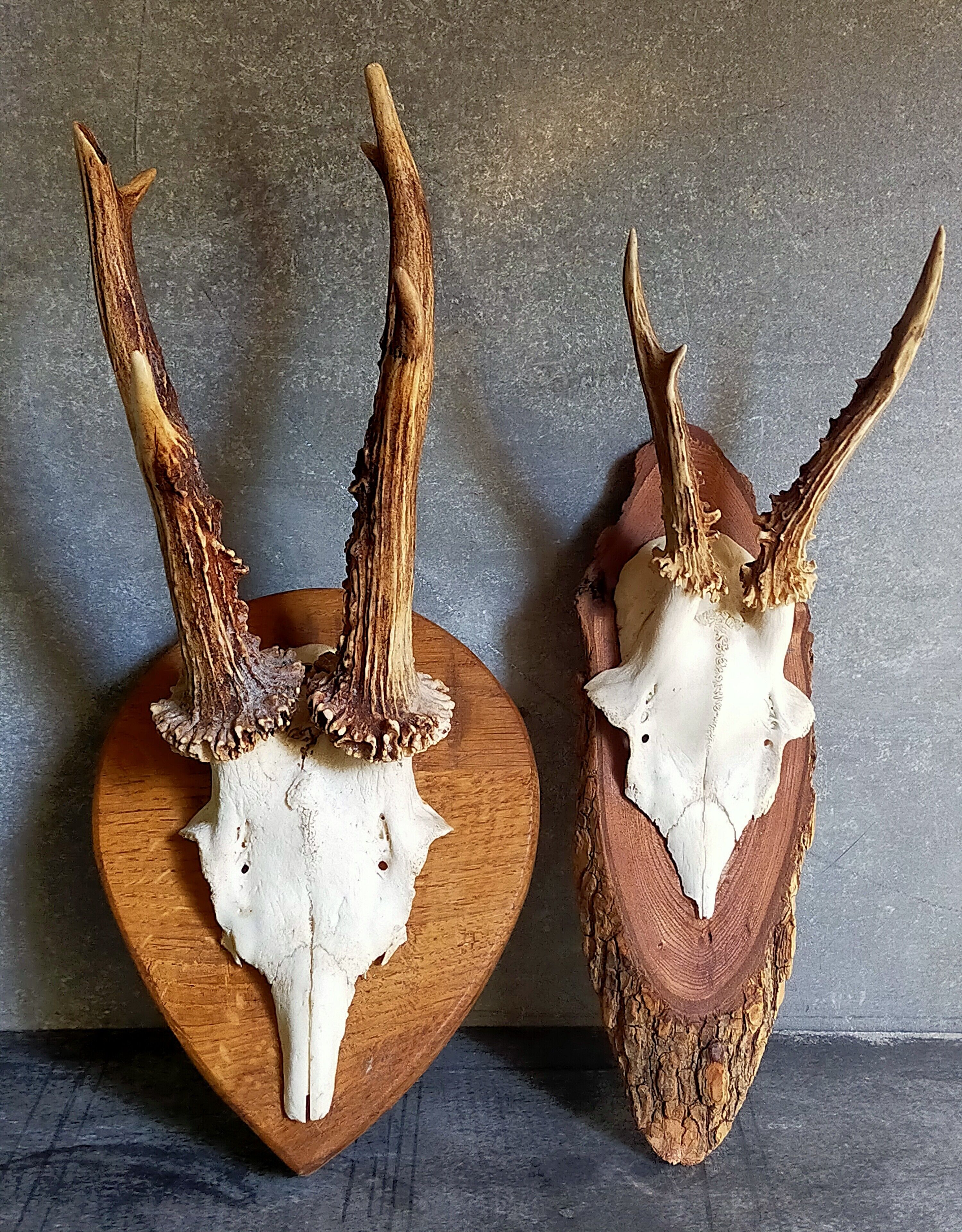 Duo of vintage hunting trophies Art-populaire 50s