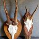 Duo of vintage hunting trophies Art-populaire 50s