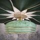 Rattan and Green Linen Flower Pendant Light and Vintage Clichy Glass Globe