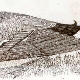 Vintage German ceramic bird plate by Thomas.