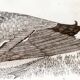 Assiette oiseau en céramique allemande vintage de Thomas