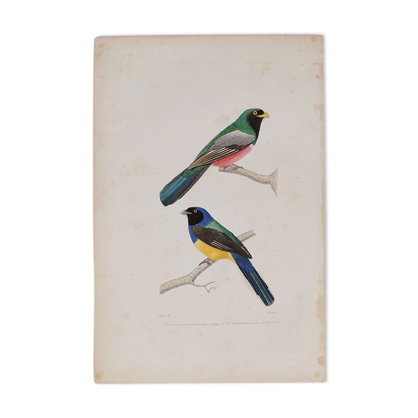 Lithography engraving vintage birds - Buffon 1850