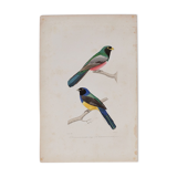 Lithography engraving vintage birds - Buffon 1850