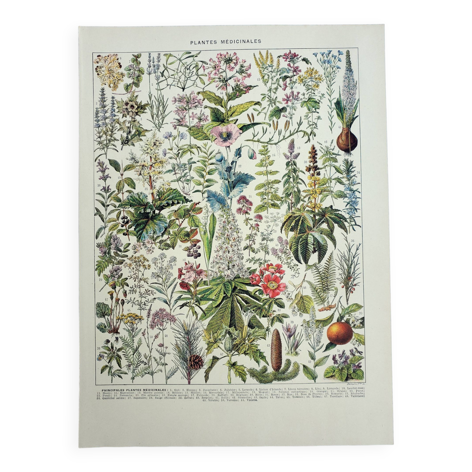 Old engraving 1928, Medicinal plants 2, herbalism • Lithograph, Original plate