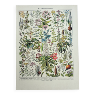 Gravure ancienne 1928, Plantes médicinales 2, herboristerie • Lithographie, Planche originale
