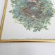 Vintage bird's nest lithograph by J. Gould and H-C Richter golden frame