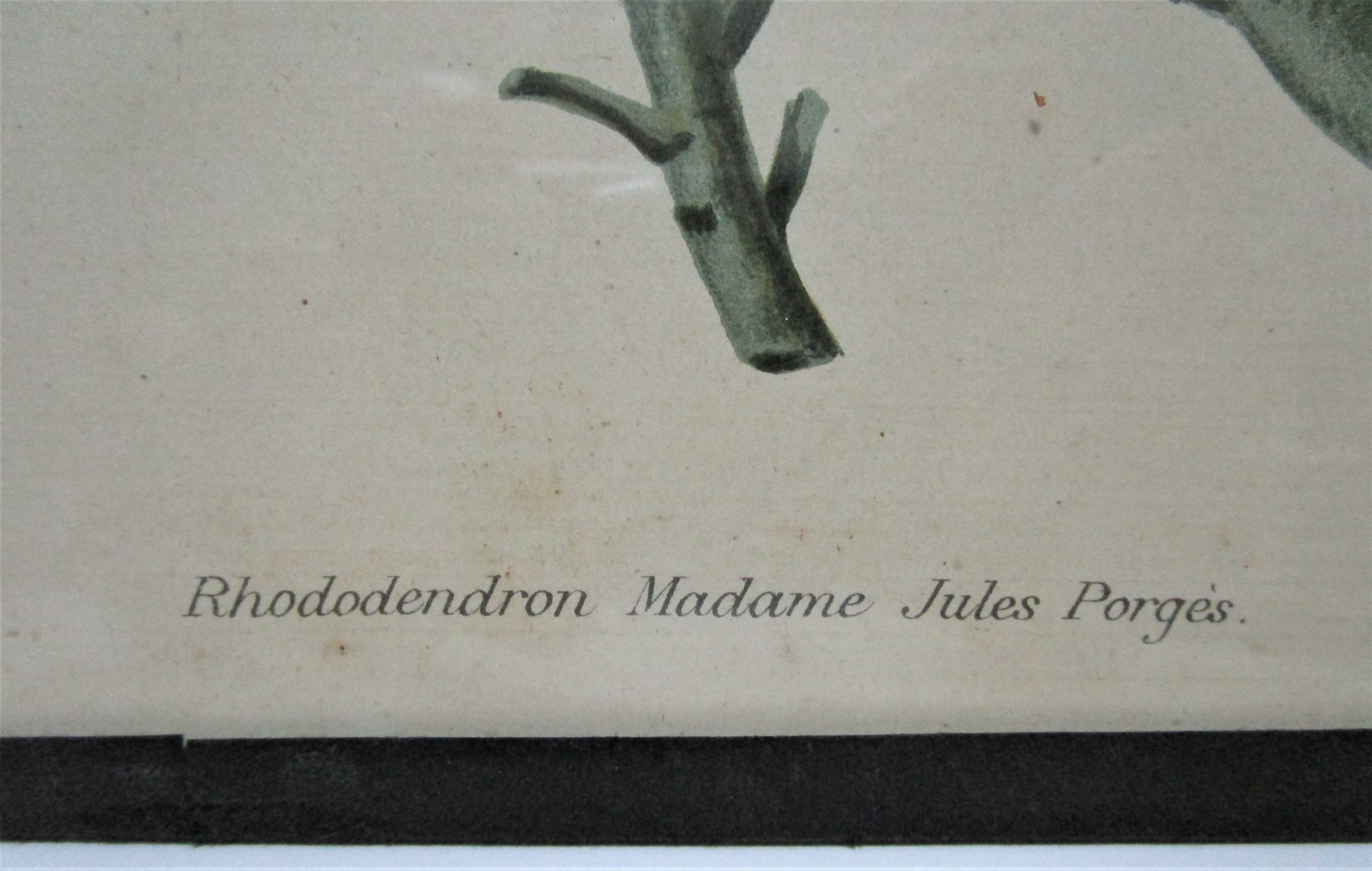 Trois planches botaniques encadrées orchidée rhododendron campanule médium vintage
