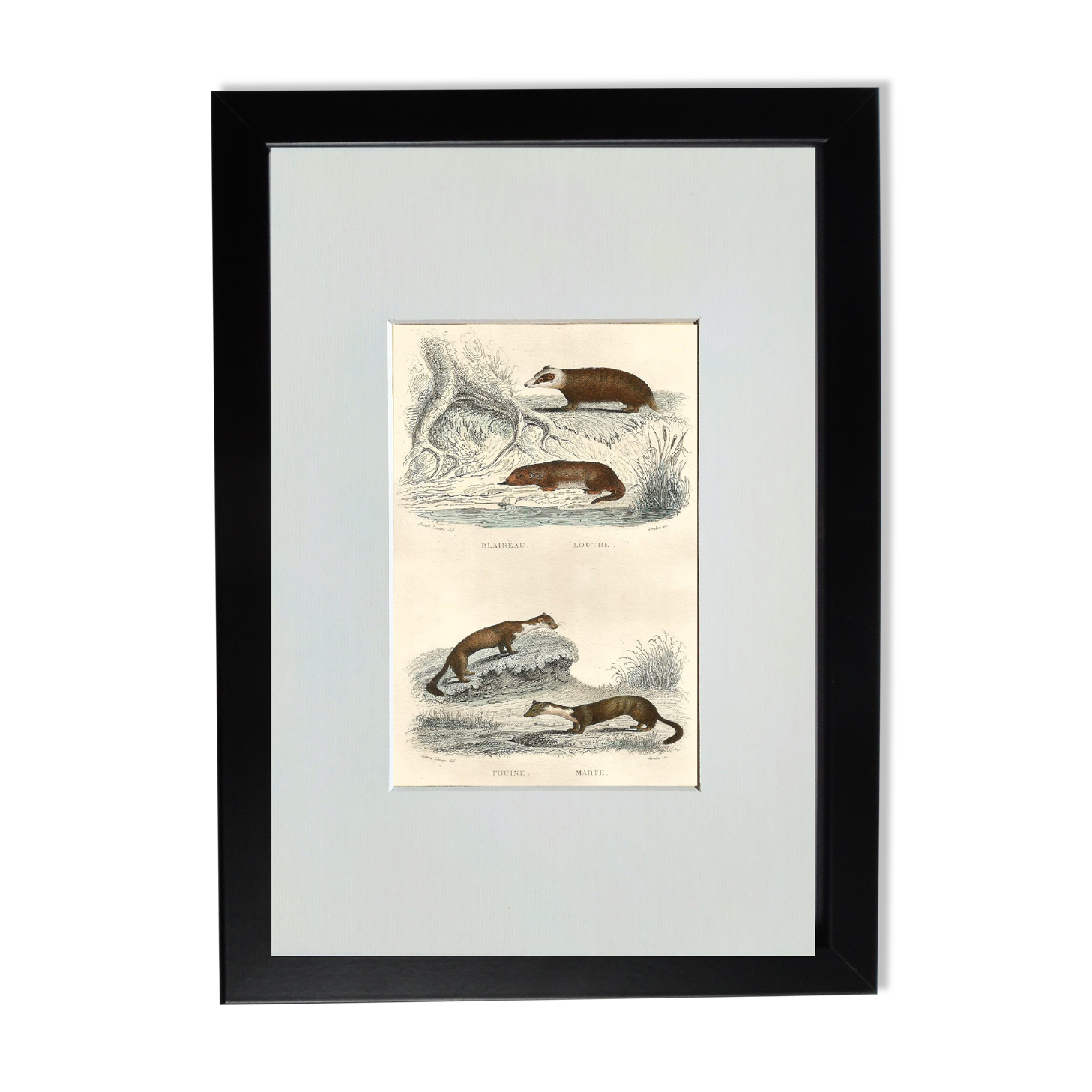 Original zoological illustration "badger, otter, weasel,..." - Buffon 1840